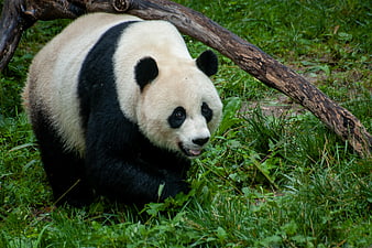 Cute Giant Panda Bear Walking in Grassy Enclosure