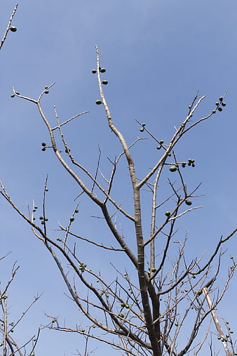 Bare tree branches with green fruit against blue sky