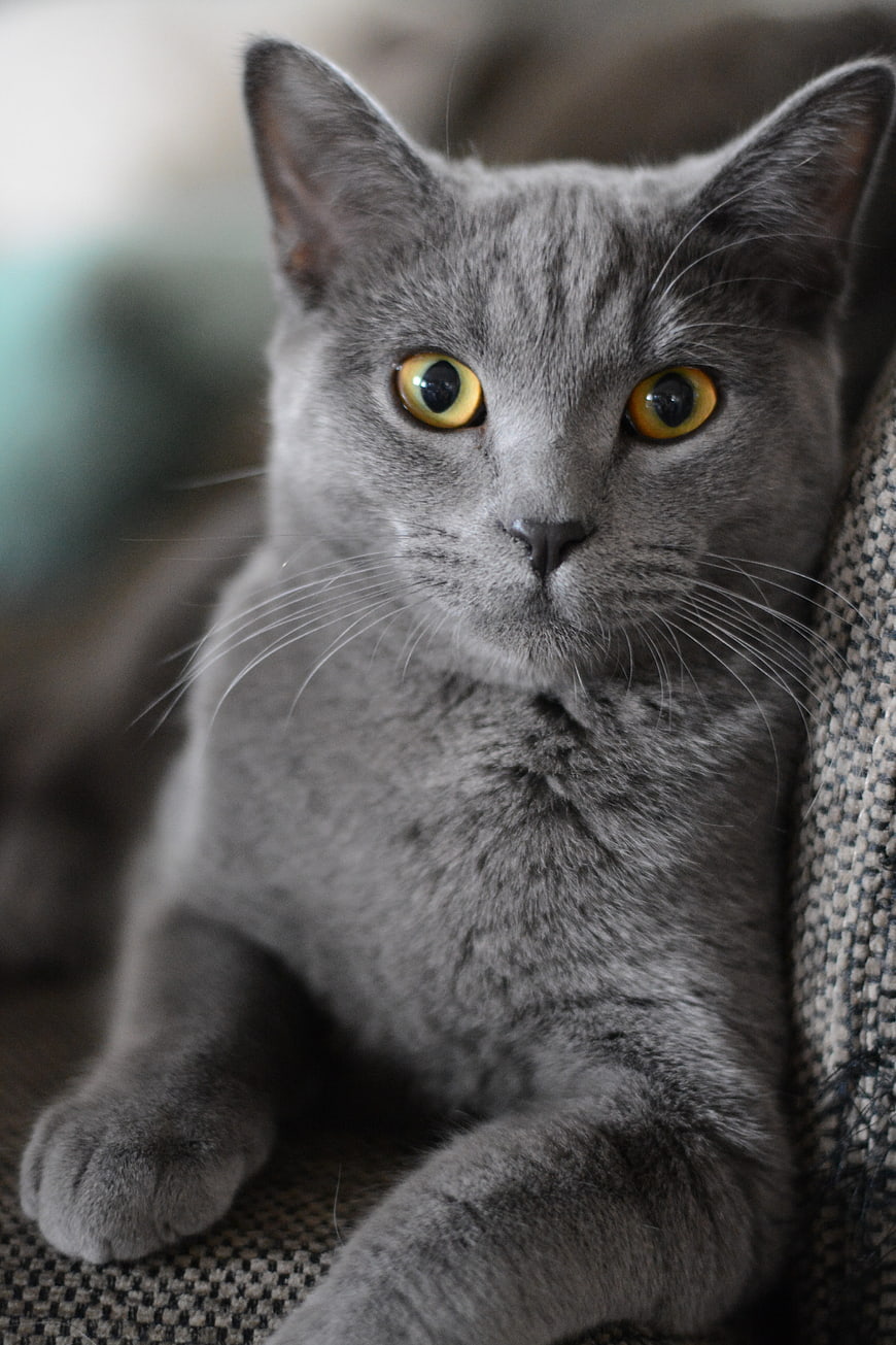 Portrait of a gray British Shorthair cat with yellow eyes