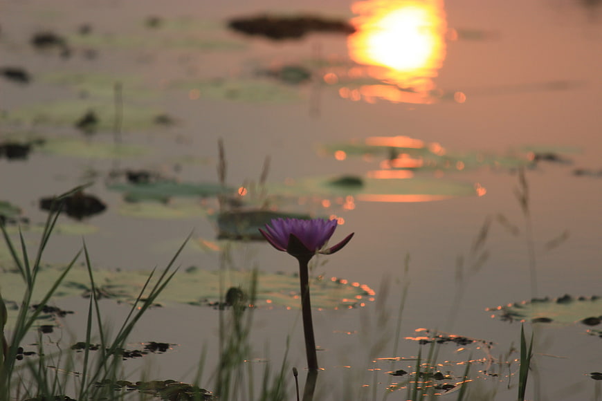 Purple water lily blooming in lake at sunset