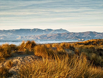Golden Beach Grass Dunes with Ocean and Mountains