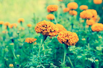 Vibrant orange marigold flowers in a green garden field