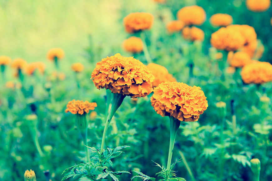 Vibrant orange marigold flowers in a green garden field