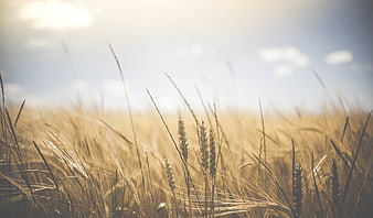 Golden Wheat Field Close-Up with Blue Sky and Sunlight