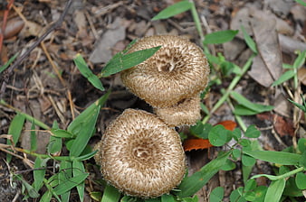 Close-up of wild brown mushrooms growing in grass
