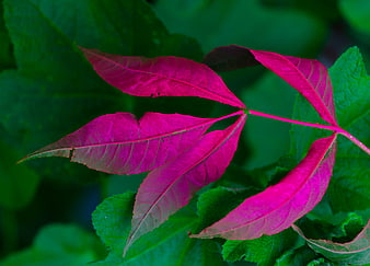 Vibrant pink spray-painted leaves against green foliage