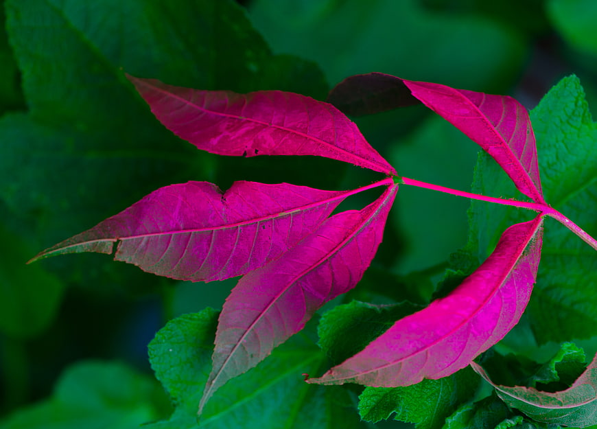 Vibrant pink spray-painted leaves against green foliage