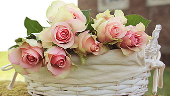 Pink Roses in White Wicker Basket on Lawn