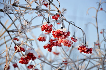 Frosty red viburnum berries on branches in winter