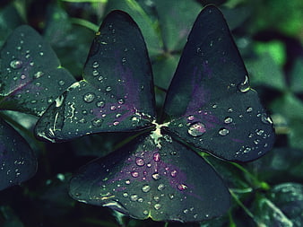 Close-up of purple shamrock with water droplets