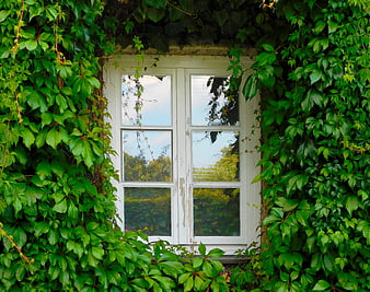 White window frame surrounded by lush green ivy leaves on a house wall