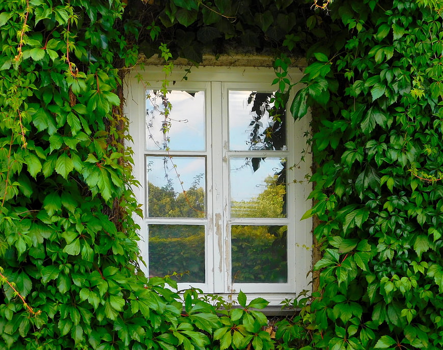 White window frame surrounded by lush green ivy leaves on a house wall