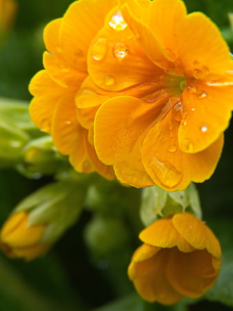 Close-up of vibrant yellow nasturtium flower with water droplets