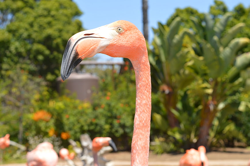 Close-up of a pink flamingo head and neck in nature