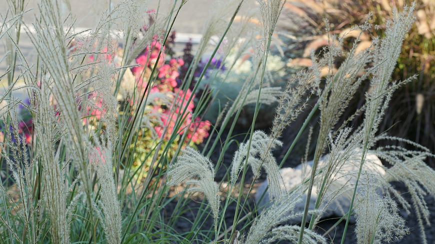 Ornamental grass plumes in a drought-tolerant garden