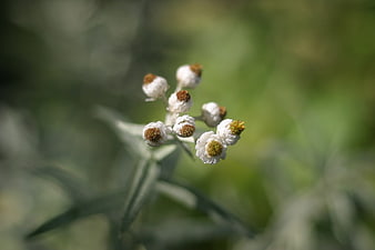 Close-up of white everlasting flowers with yellow centers