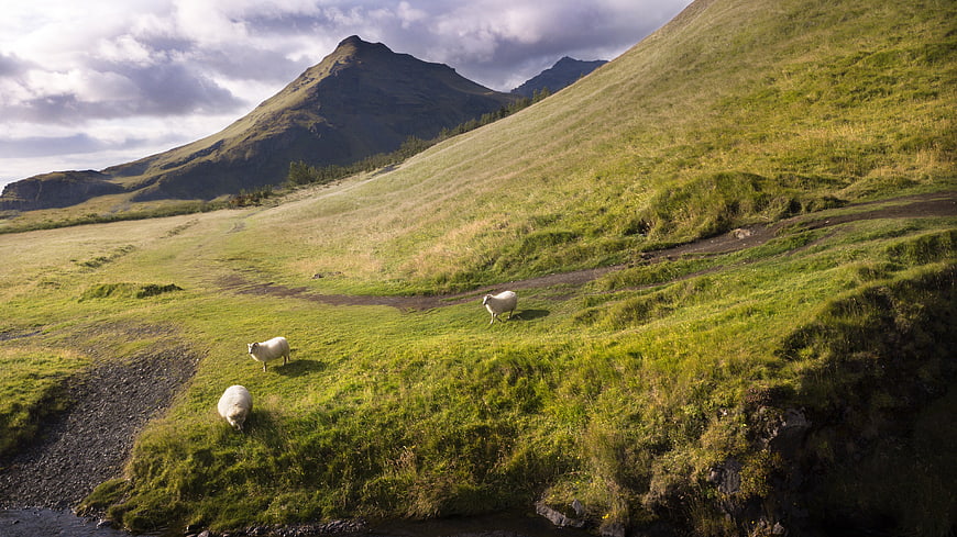 Sheep grazing on green hills in Iceland landscape