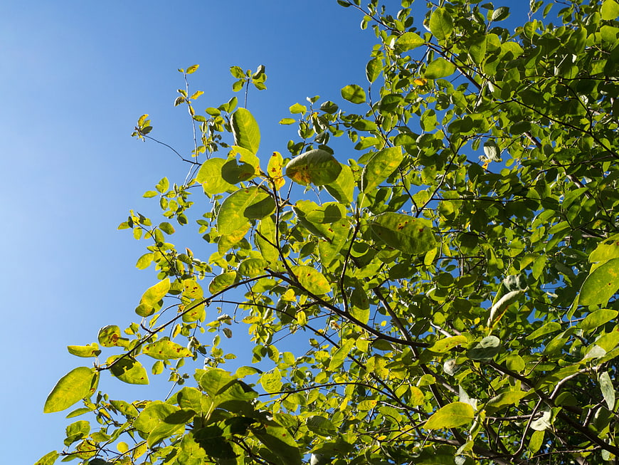 Green Tree Leaves Against Clear Blue Sky Background