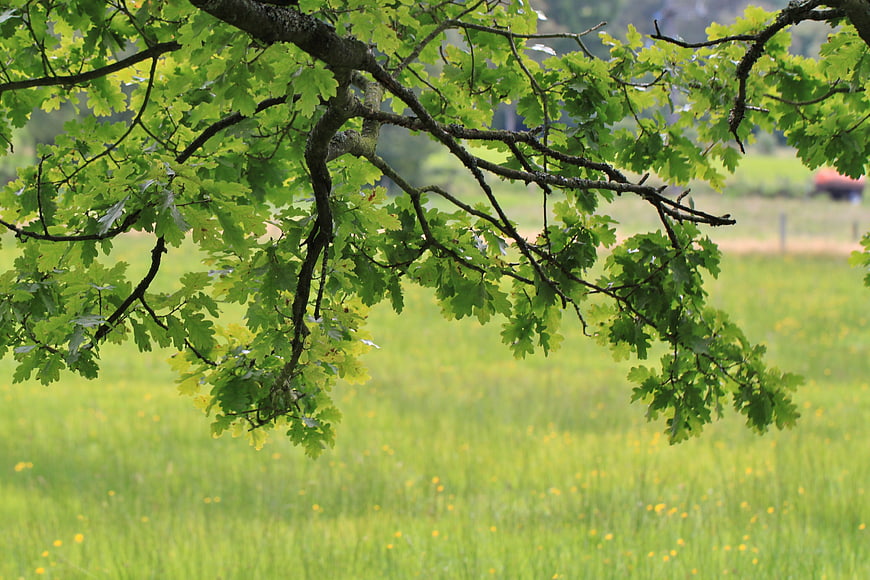 Oak tree branch with green leaves over meadow