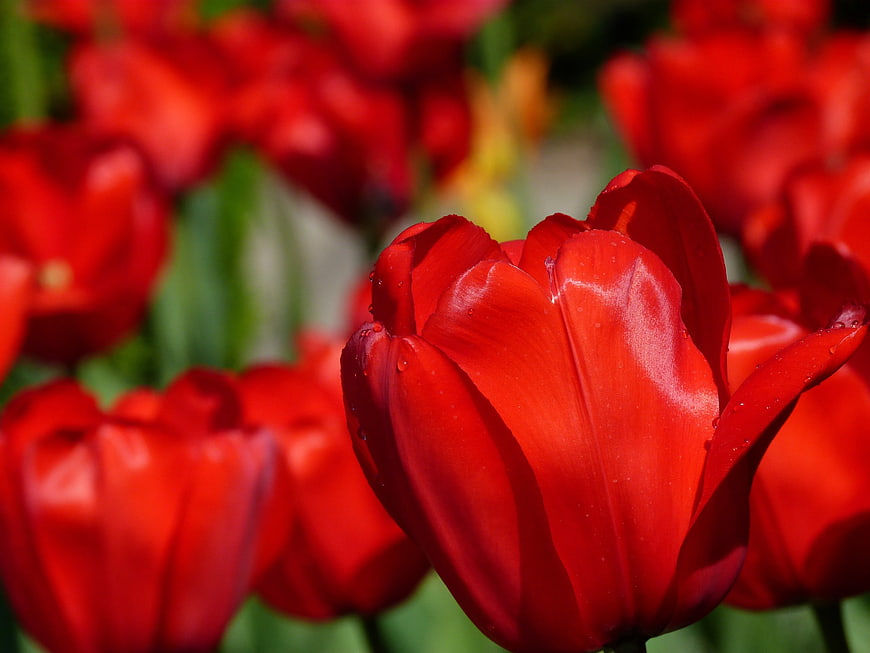 Close-up of vibrant red tulip with water droplets