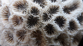 Close-up texture of white coral skeleton pattern