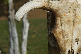 Close-up of weathered cow skull with curved horn