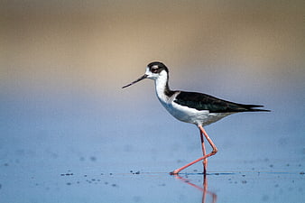 Black-winged Stilt Bird Walking in Shallow Water