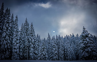 Snow-covered pine forest with moon and clouds in winter sky