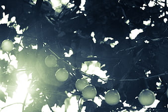 Backlit String Lights Hanging in Tree Branches with Sun Flare