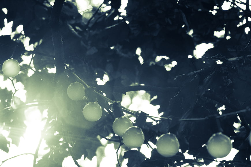 Backlit String Lights Hanging in Tree Branches with Sun Flare