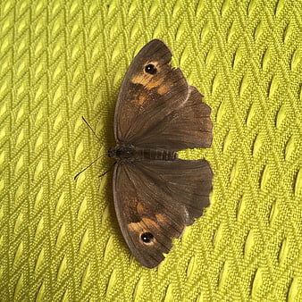 Brown butterfly with eye spots on textured yellow fabric