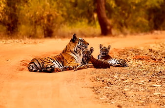 Mother tiger and two cubs resting on a dirt path in a forest