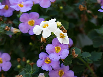 Close-up of White and Purple Calibrachoa Flowers