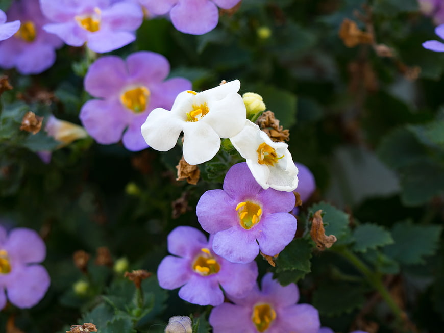 Close-up of White and Purple Calibrachoa Flowers