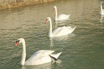 White swans swimming in a calm lake