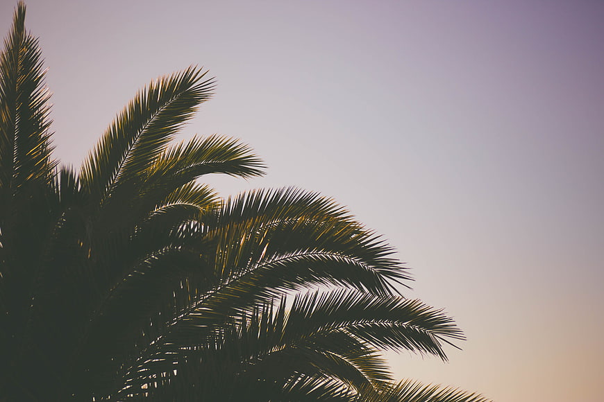 Silhouette of Palm Fronds Against Soft Gradient Sky