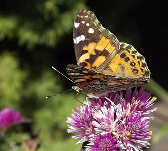 Painted Lady Butterfly on Purple Aster Flower