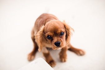 Cute brown puppy looking up on white background