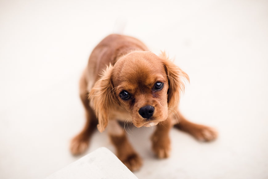 Cute brown puppy looking up on white background