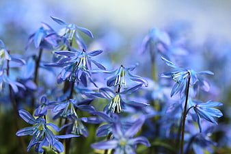 Close-up of delicate blue spring flowers with soft bokeh background