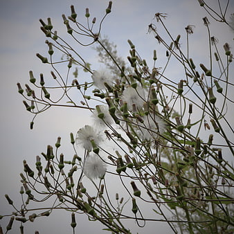 White Dandelion Seed Heads Against Overcast Sky