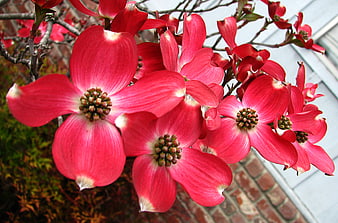 Vibrant Pink Dogwood Blossoms Close-Up