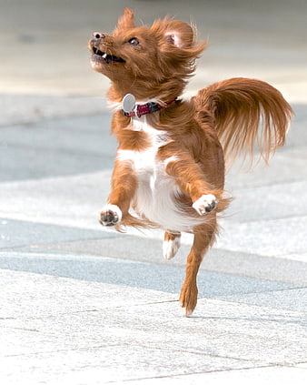 Happy brown and white dog jumping in mid-air
