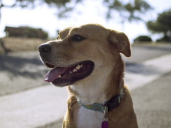 Happy tan dog panting with tongue out on sunny day