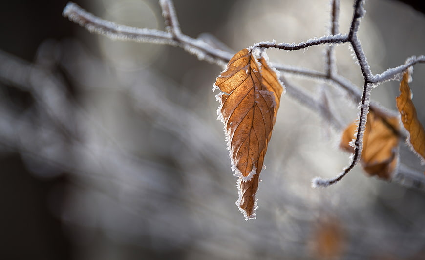 Frost-covered brown leaf on a winter branch