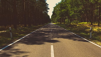 Empty asphalt road through green forest with dappled sunlight