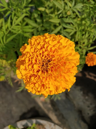 Vibrant Orange Marigold Flower Close-Up in Garden