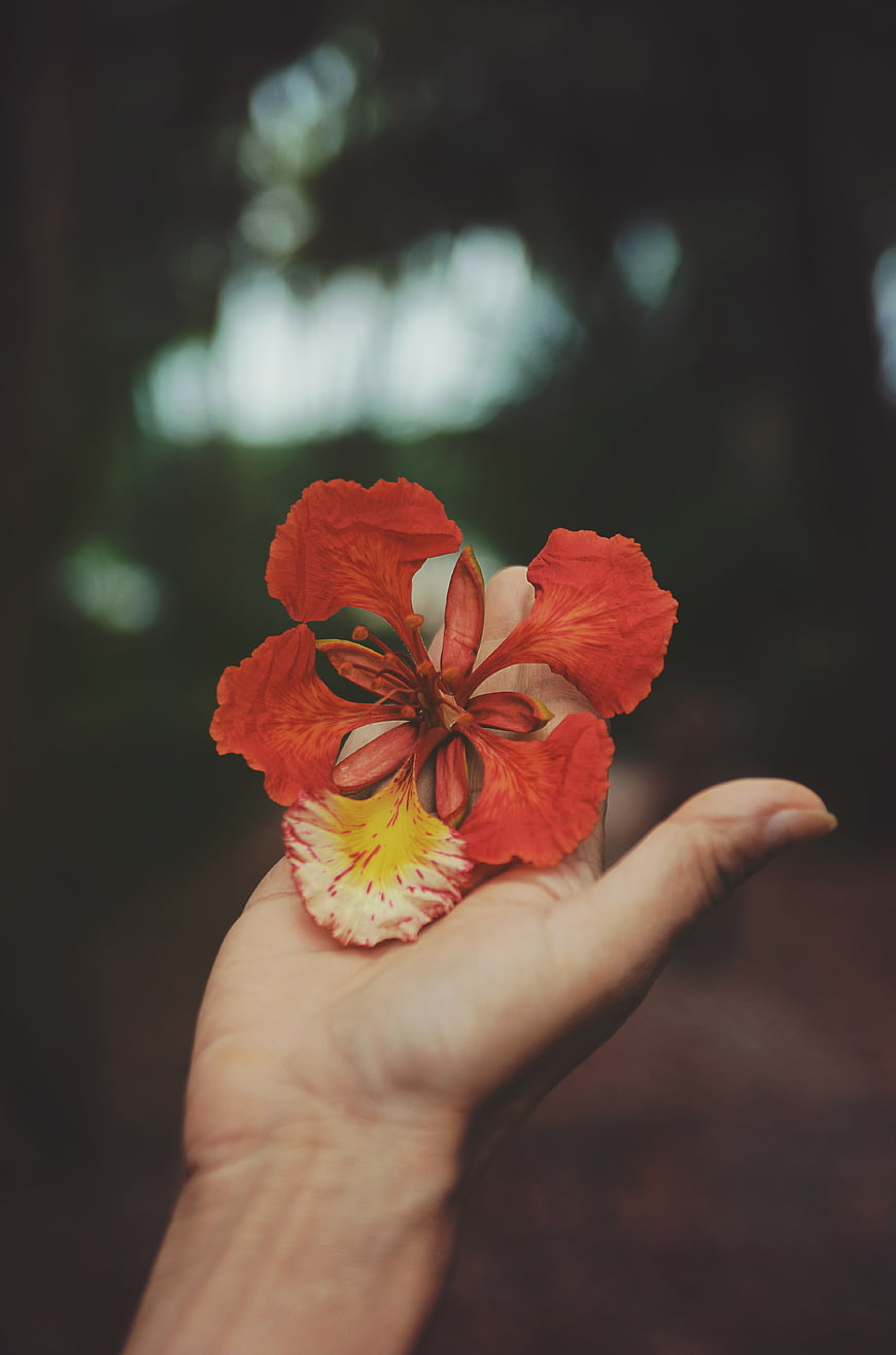 Hand holding vibrant red flower with yellow center