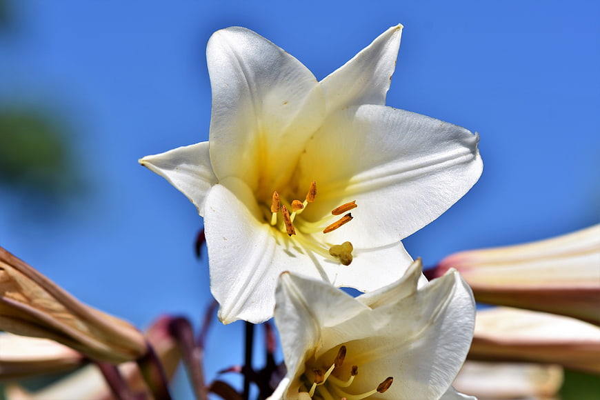 Close-up of white lily flower against blue sky