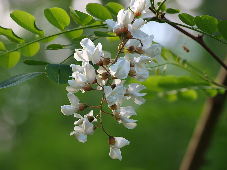 Close-up of white black locust blossoms on green branch